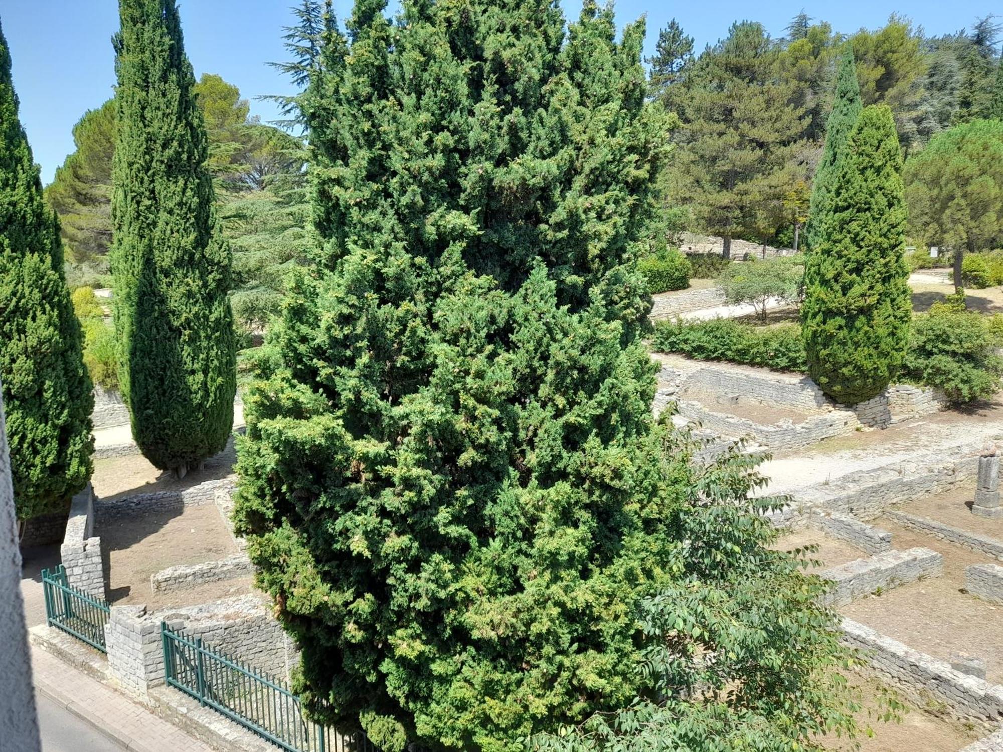 Grande Terrasse Et Vue Sur Le Site Antique Apartment Vaison-la-Romaine Bagian luar foto